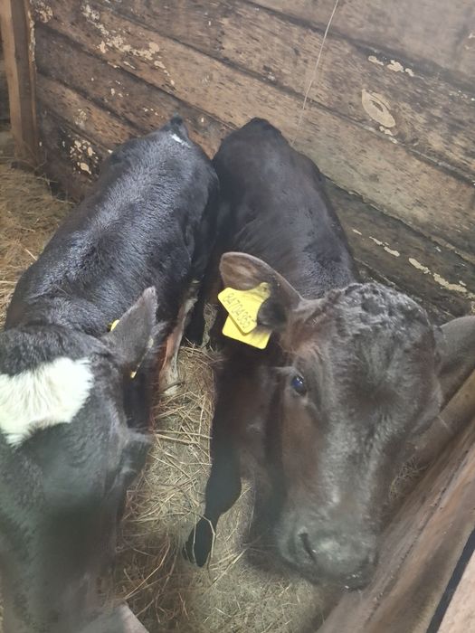 Телята месячные бычок и телочка