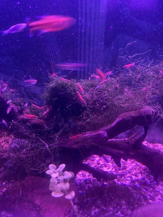 Креветки аквариумные «вишня»