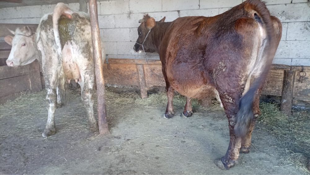 Vand una la alegere!