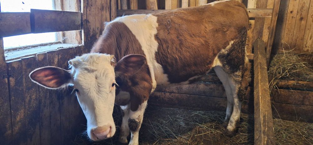 Vând vițică Bălțată Românească, 7 luni