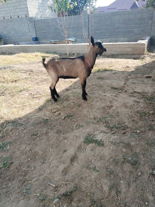 Чешская Козел для продажи