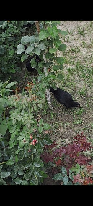 Avstralop jojalari sotiladi n soni 40 ta hovlida yuribdi