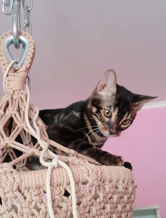 Бенгальский котёнок