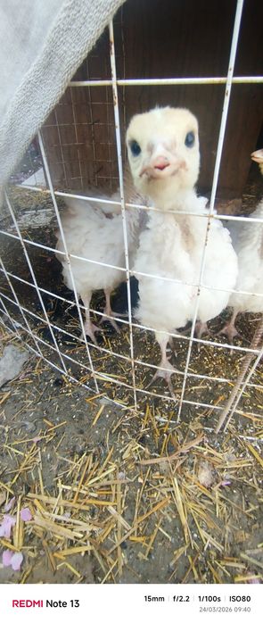 Bg6 induklar narxi kelishiladi manzil Fargʻona