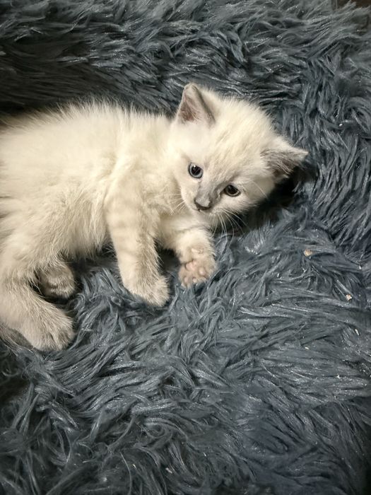 Британские котята