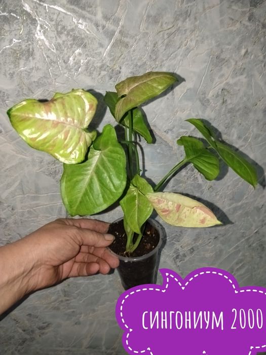 Цветы. комнатные