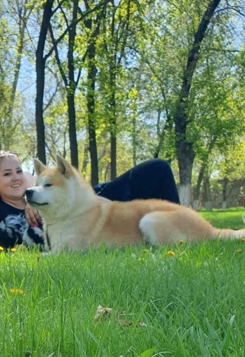 Японская Акита-Ину