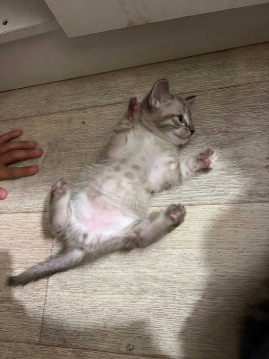 Котята 2 месячные