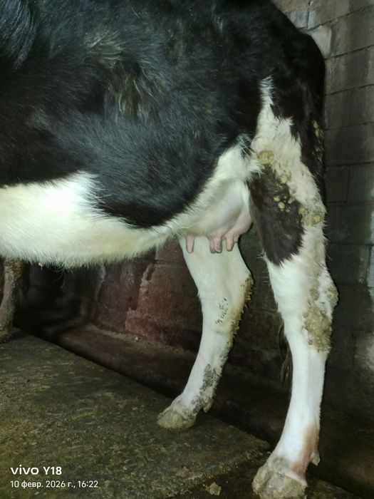 Мал сатамын продам корову