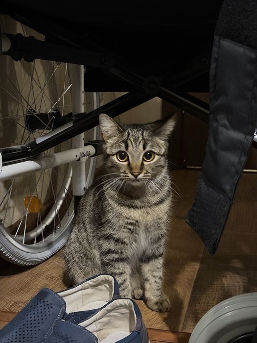 кошка кайла почи годик