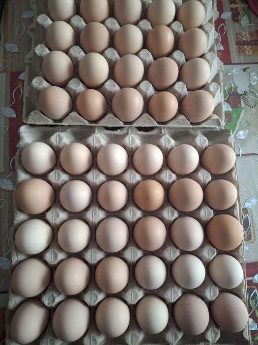 Vând ouă de incubat Rasa Astrolorp