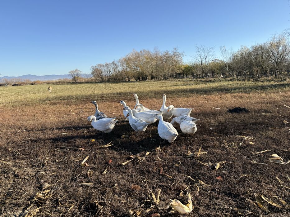 gâște crescute natural în gospodărie