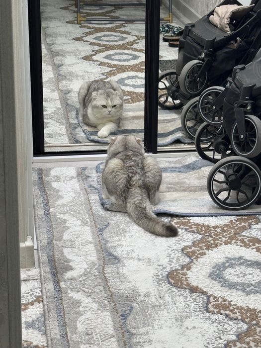 Шотландский вислоухий кот, возраст 2
