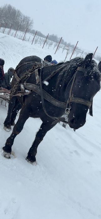 Iapa neagră de vânzare