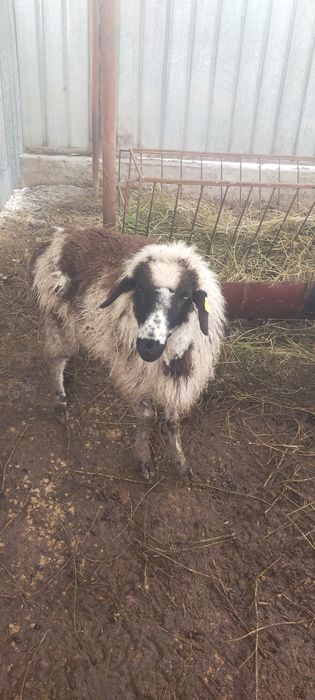 Продам мощного барана можно на мясо