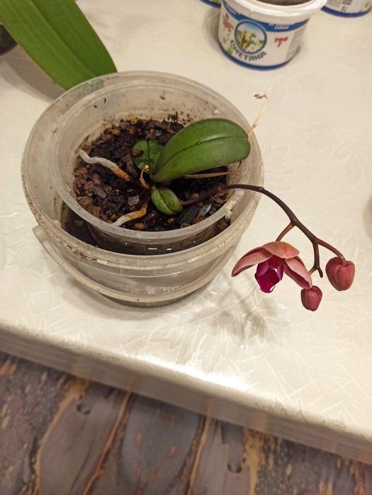 Орхидея - детка, детёныш