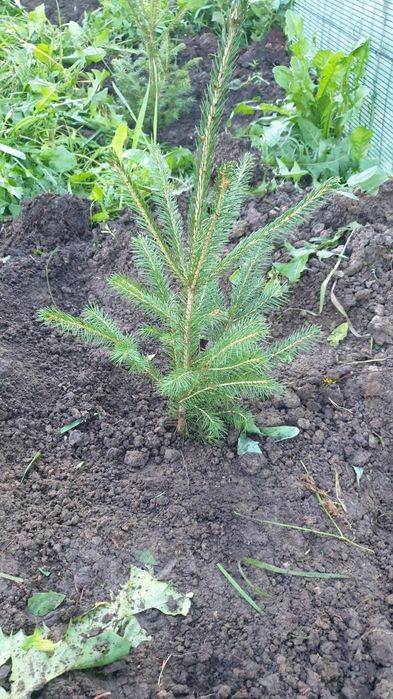 Puieți.  salcam molid brad mesteacăn fag paltin carpân plop tuia t