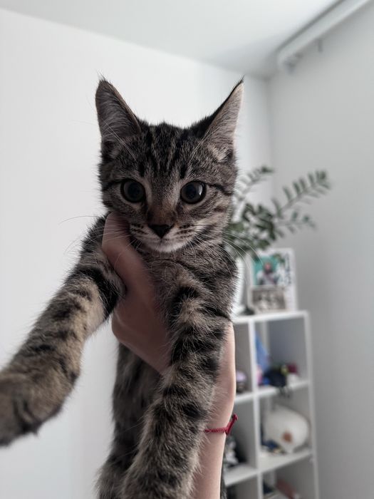 Отдам котенка в дорбые руки
