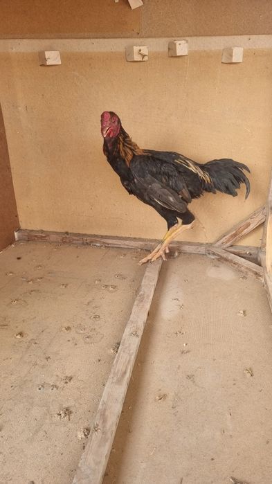 Дакан жужа хуроз сотилади