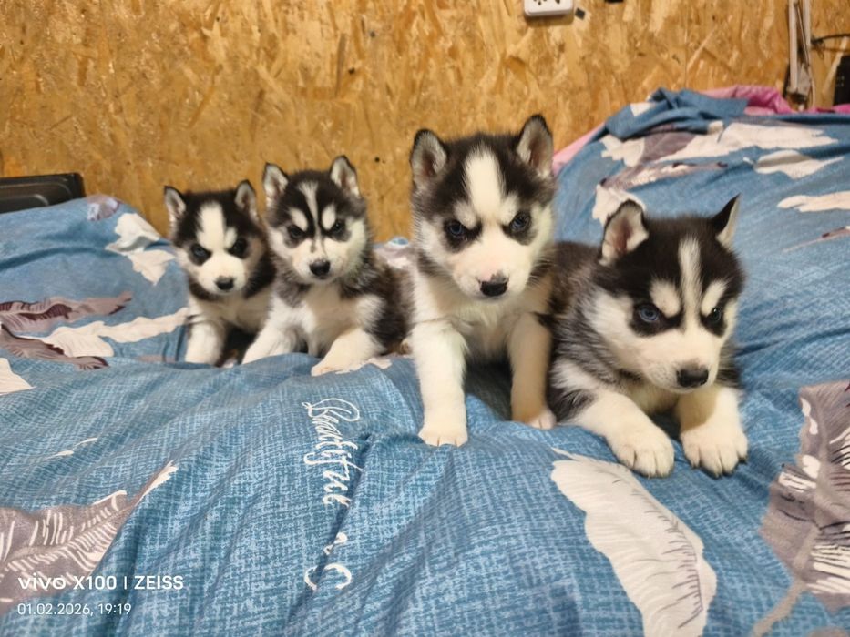 Шикарные щенки сибирской хаски.