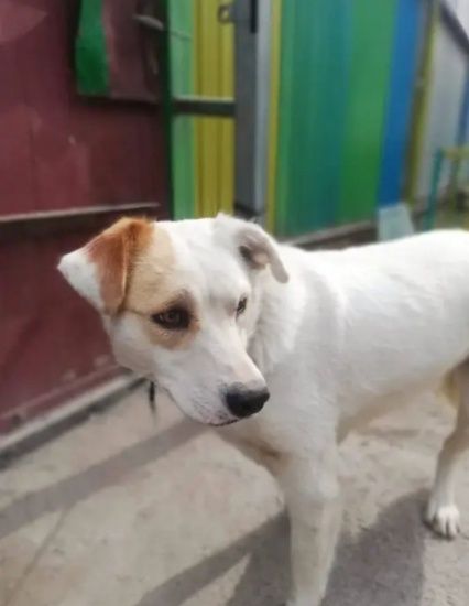 Пристраивается собачка