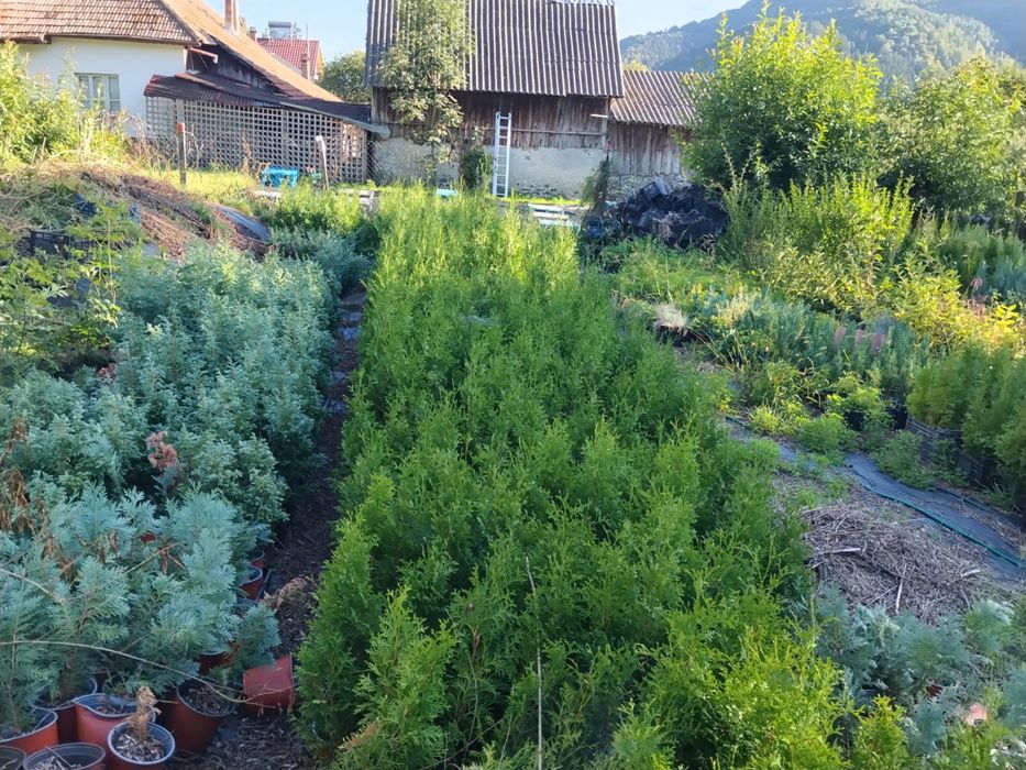 Plante ornamentale