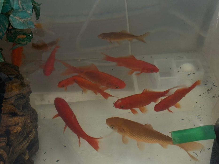 Продам золотую рыбу