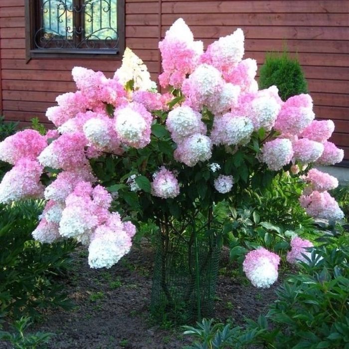 Hortensie Tip Copăcel