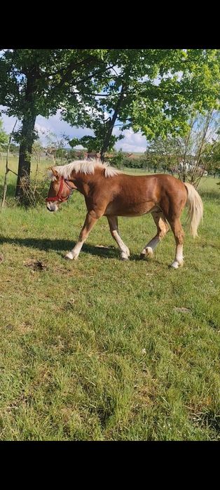 Mânz de un an vând sau schimb cu armasar până în 5 ani