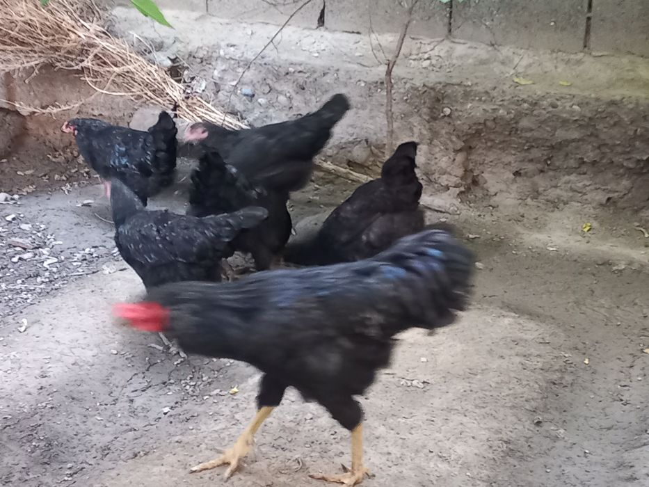 Чёрные курицы и петух
