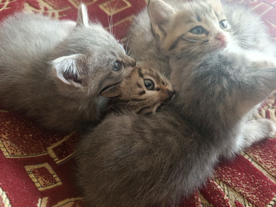 есть котята красивые
