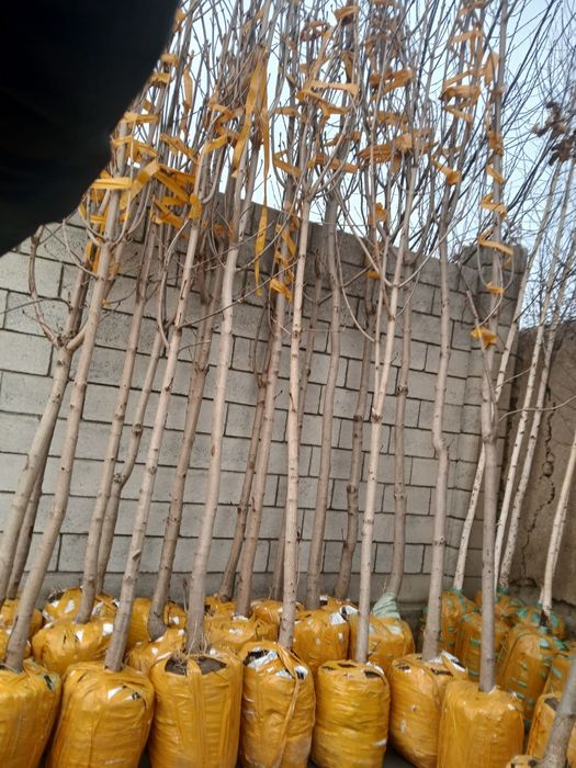 Kashtan va dekarativ arzon kochatlar mavjud 100%ishonchli