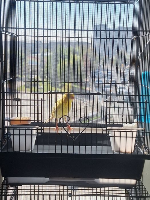 Kanareyka                .