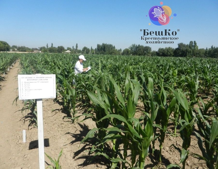 Кукуруза, семена кукурузы