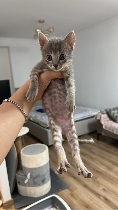 Котята в самые добрые руки
