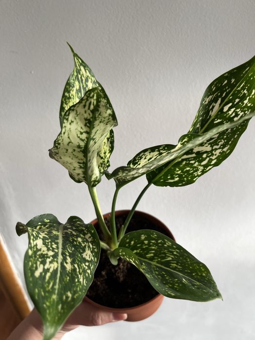 Аглаонема First Diamond