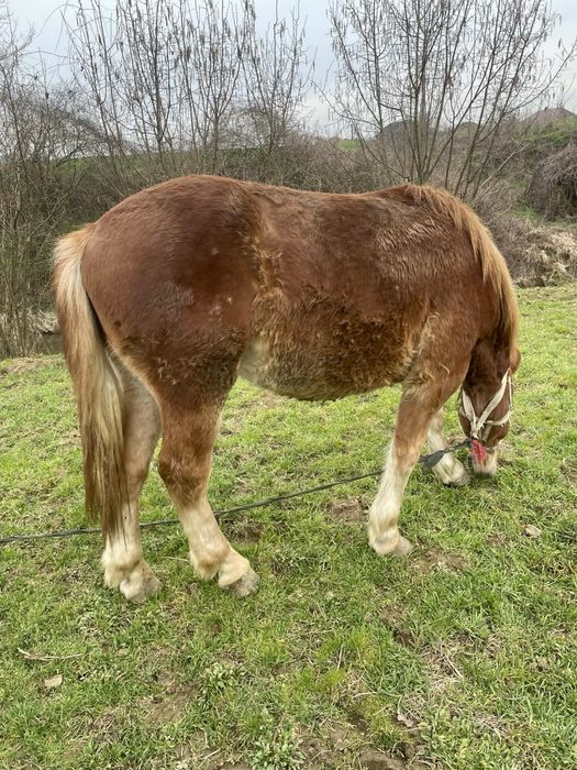Mânz castrat 1 an si 6luni