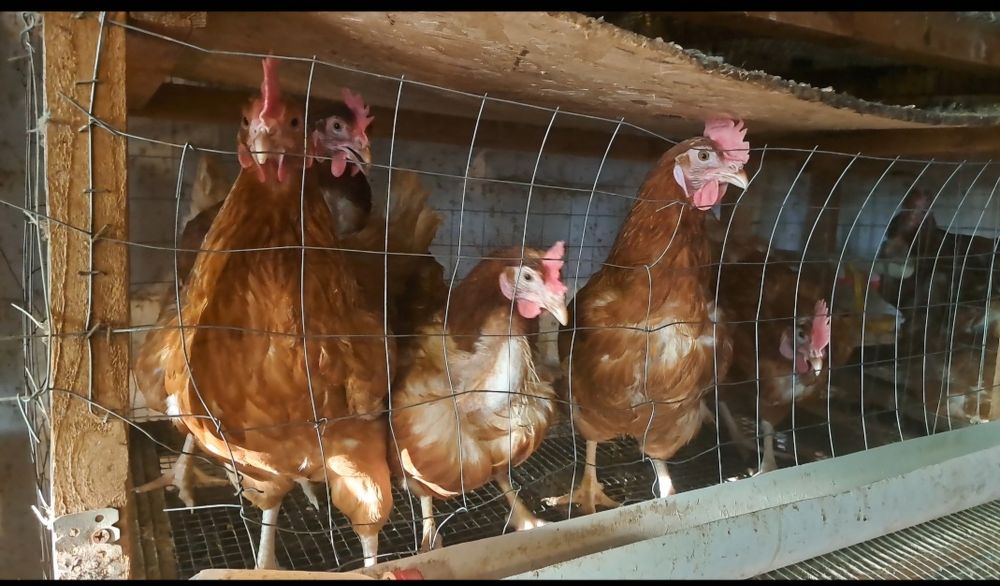 Тауыққа сетка бар сатылатын