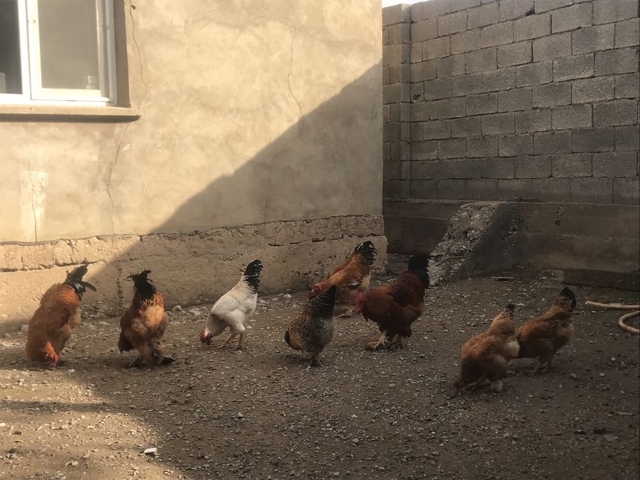 қораздар сатылады