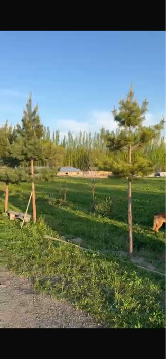 Продам крестьянское хозяйство