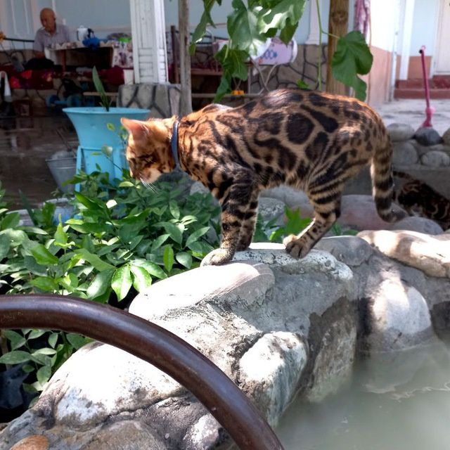 Bengal mushuk viyaskaga