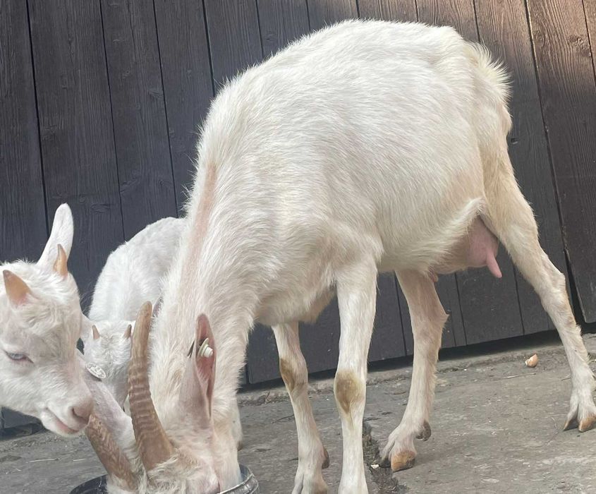 Când capra saanen originala