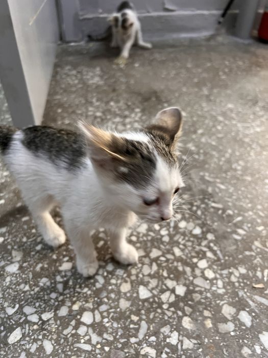 Котята ищут новый дом!