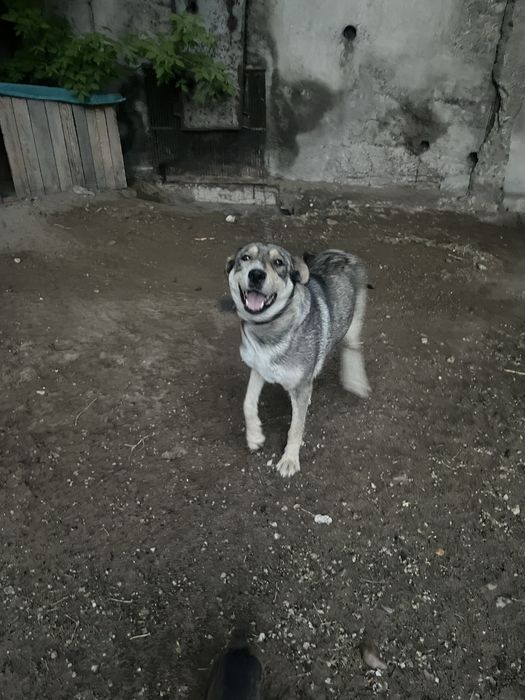 Отдам щенят бесплатно