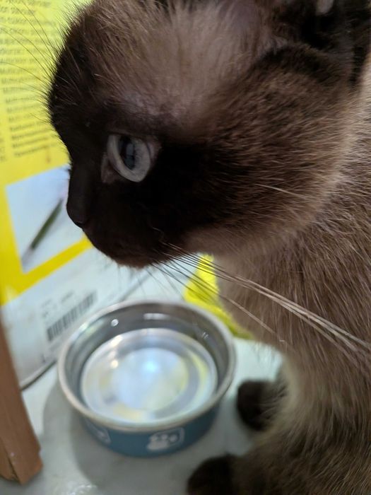 Подарявам котка, сиамка на 4 год.