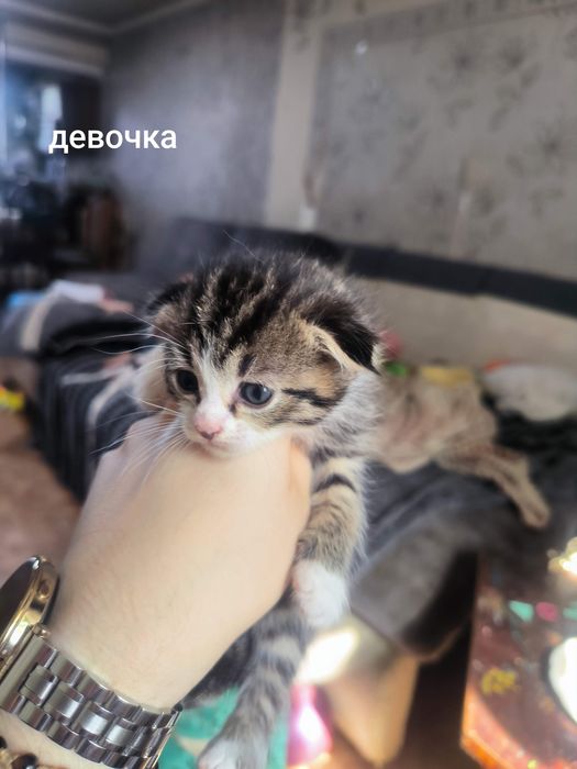 Продам шотландских котят