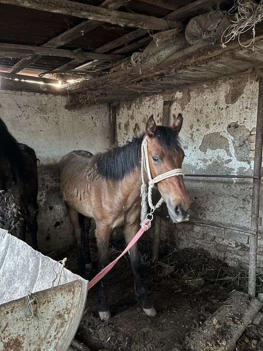 Семіз тай сатылады