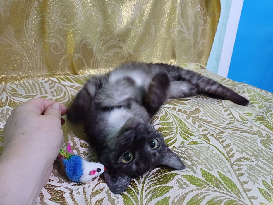 Котёнок-кошечка Серафима