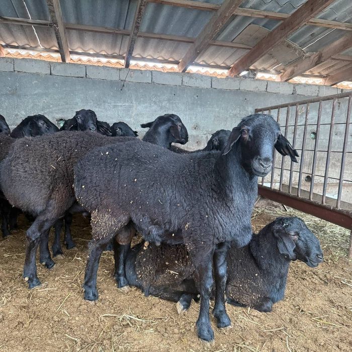 Nasli Hisori qo‘y bor. Surxandaryo qo'yi