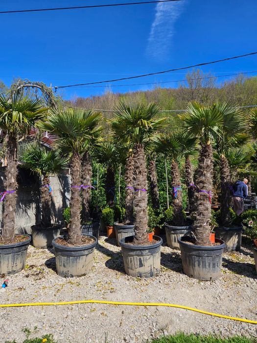 Palmieri trachycarpus fortunei toate dimensiunile